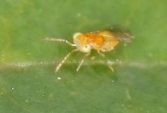 Aphelinidae