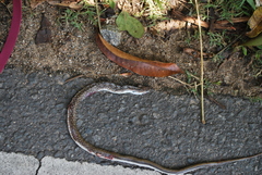 Coelognathus helena