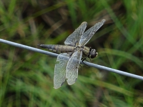 Four-spotted Skimmer