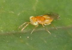 Aphelinidae