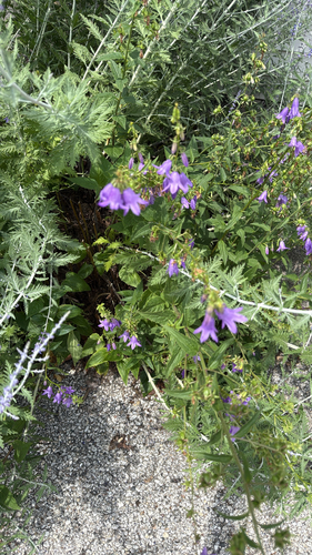 Creeping Bellflower