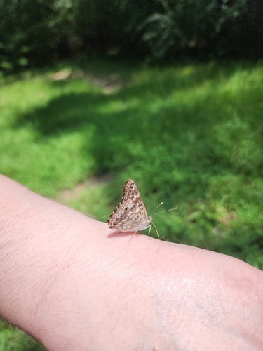 Hackberry Emperor