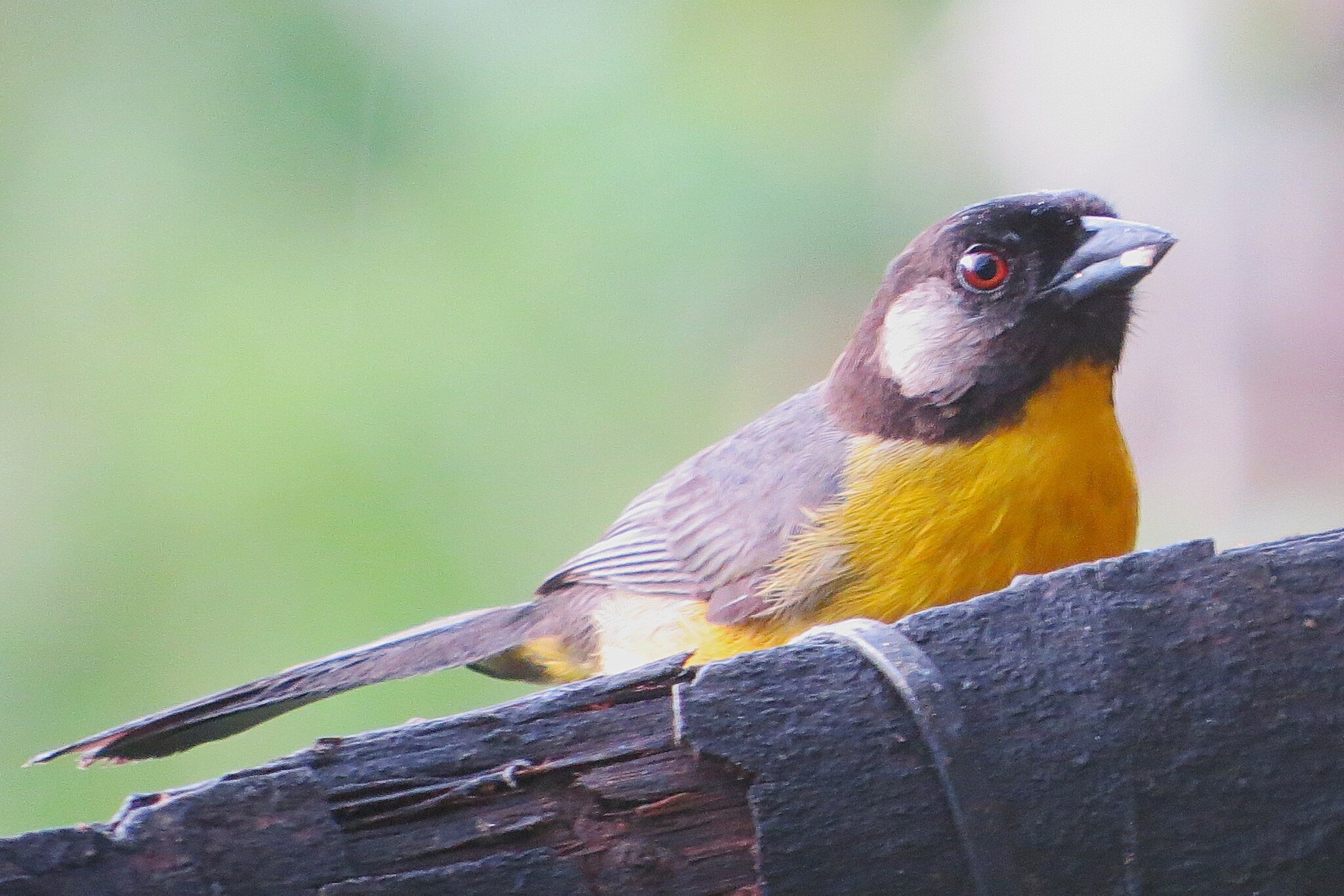 Santa Marta Brushfinch (Atlapetes melanocephalus), photo 1
