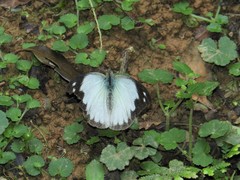 Appias indra aristoxemus