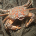 Harbour Crab - Photo (c) Bernard Picton, some rights reserved (CC BY), uploaded by Bernard Picton