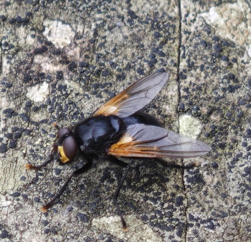 Noon Fly, Lisse, Nederland, photo 10 of 10