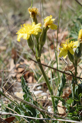 Takhtajaniantha crispa