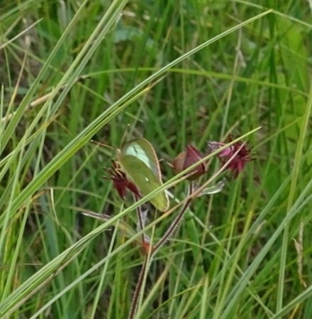 Moorland Clouded Yellow