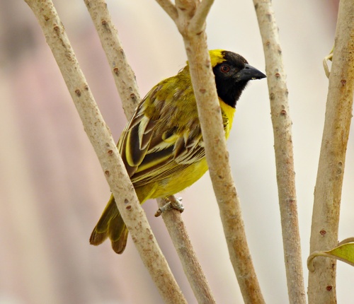Little Weaver (Ploceus luteolus), photo 4