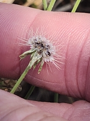 Krigia virginica, photograph author not stated, no rights reserved