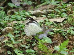 Appias indra aristoxemus