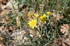 Takhtajaniantha crispa