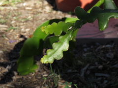 Selenicereus anthonyanus