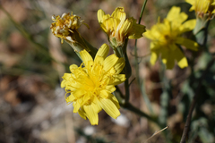 Takhtajaniantha crispa