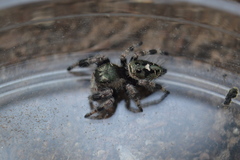 Phidippus bidentatus