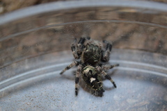 Phidippus bidentatus
