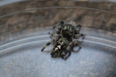 Phidippus bidentatus