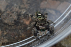 Phidippus bidentatus