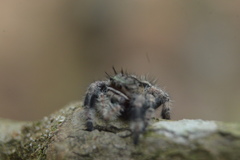 Phidippus bidentatus