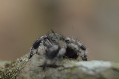 Phidippus bidentatus