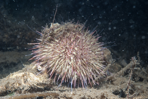 Psammechinus miliaris