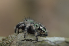 Phidippus bidentatus