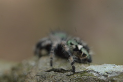 Phidippus bidentatus