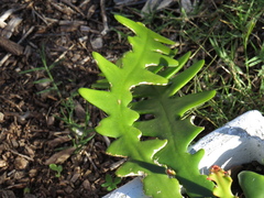 Selenicereus anthonyanus