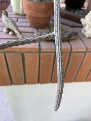 Peniocereus viperinus