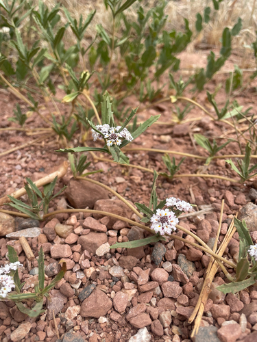 Phyla cuneifolia, photograph 6