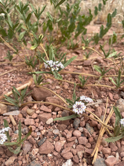 Phyla cuneifolia, photograph (c) Stephen Hornbeck, some rights reserved (CC BY)