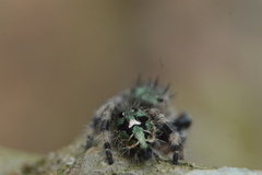Phidippus bidentatus