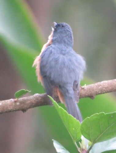 Rusty Flowerpiercer (Diglossa sittoides), photo 4