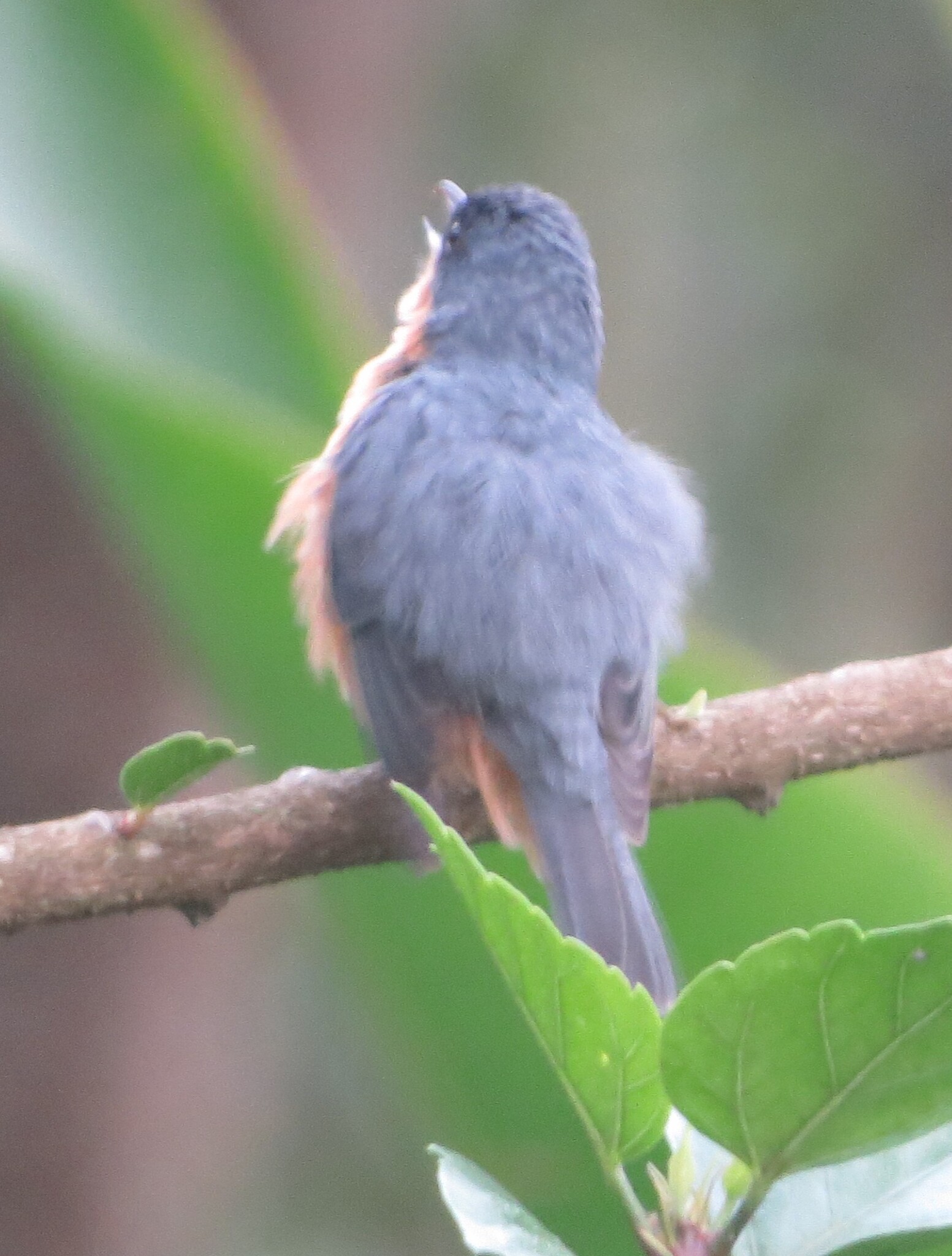 Rusty Flowerpiercer (Diglossa sittoides), photo 4