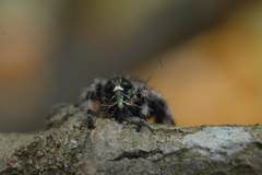 Phidippus bidentatus