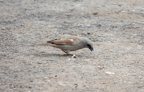 iNaturalist image