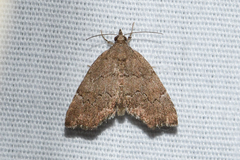 Cutina aluticolor