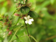 Phaulopsis imbricata