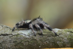 Phidippus bidentatus