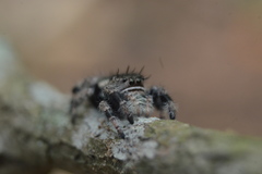 Phidippus bidentatus