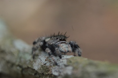 Phidippus bidentatus
