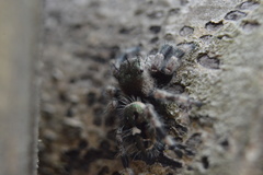 Phidippus bidentatus