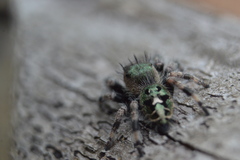 Phidippus bidentatus