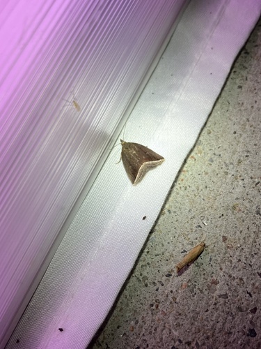 Curved Halter Moth photo 5