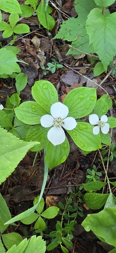 Canadian bunchberry