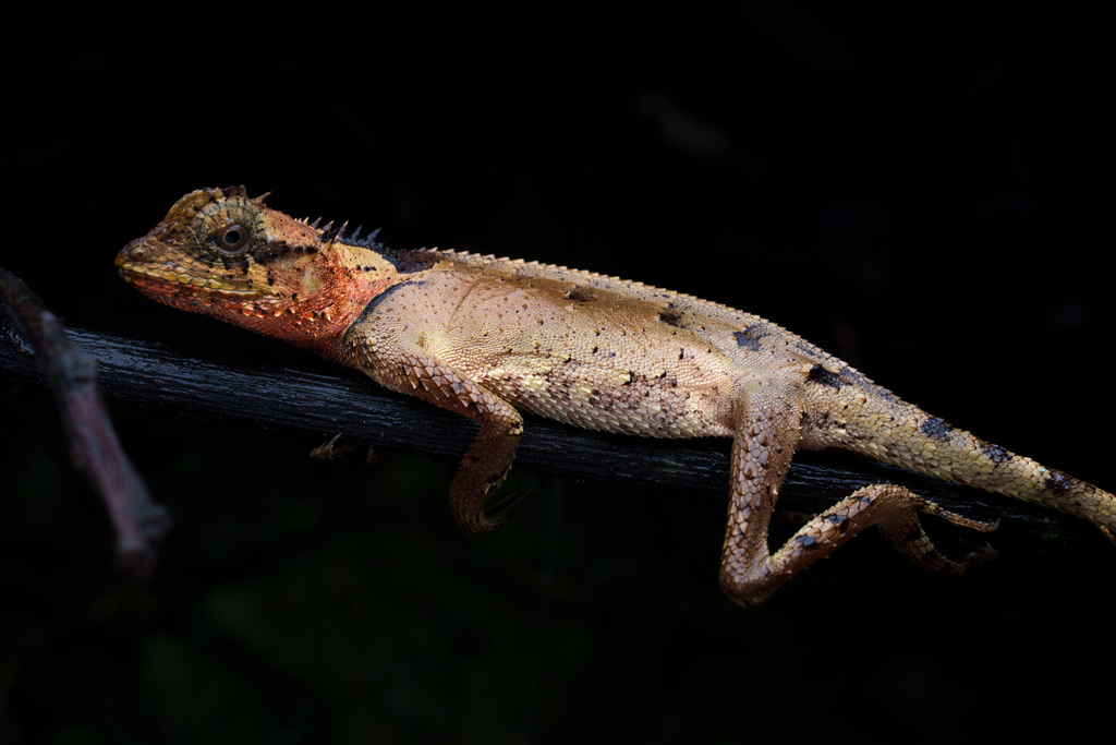 Fansipan Pricklenape