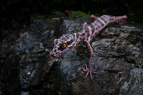 Chinese Leopard Gecko