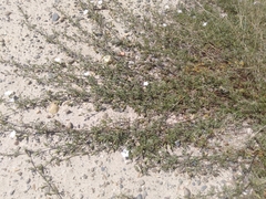 Convolvulus laciniatus