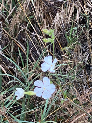 white campion