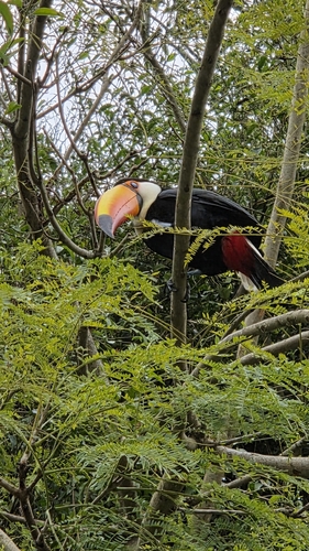 Toco Toucan